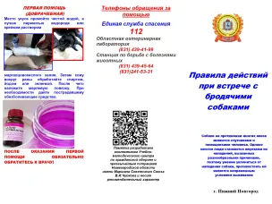 Правила действий при встречи с бродячими собаками